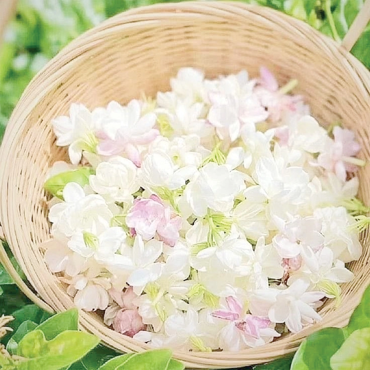 ফুলের যত ভেষজ গুণ