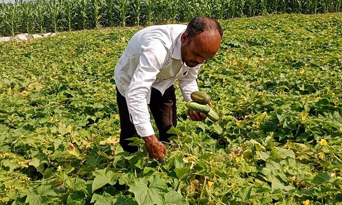 নিজ খিরা ক্ষেতে কৃষক। ছবি : রূপালী বাংলাদেশ