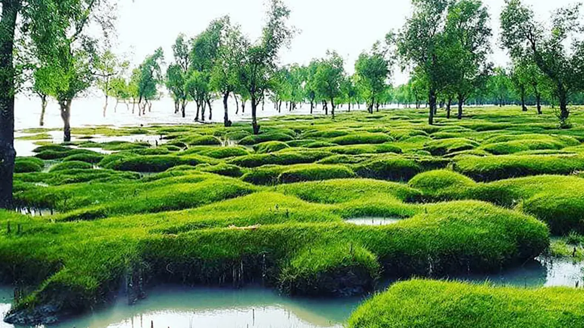 গুলিয়াখালি সমুদ্র সৈকত। ছবি : সংগৃহীত