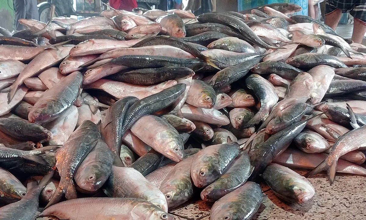 ইলিশ মাছ। সংগৃহীত