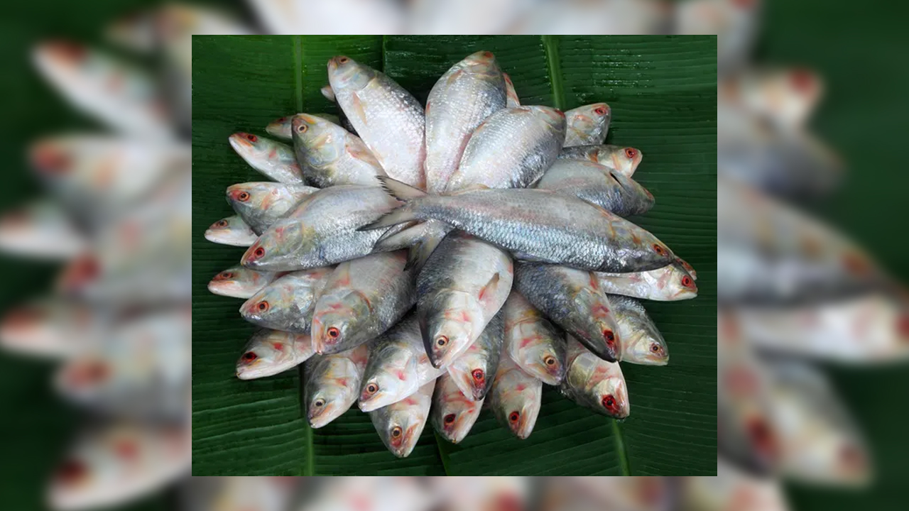 ইলিশ মাছ। ছবি- সংগৃহীত