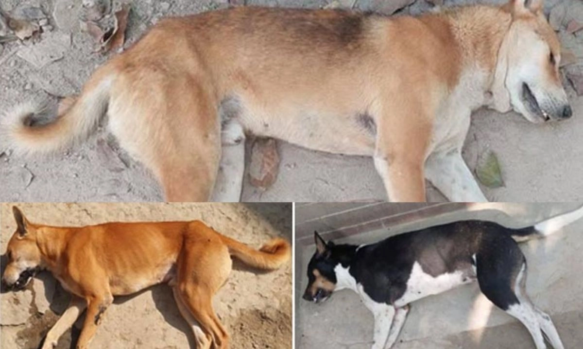 হত্যার শিকার কুকুর তিনটি। ছবি : রূপালী বাংলাদেশ