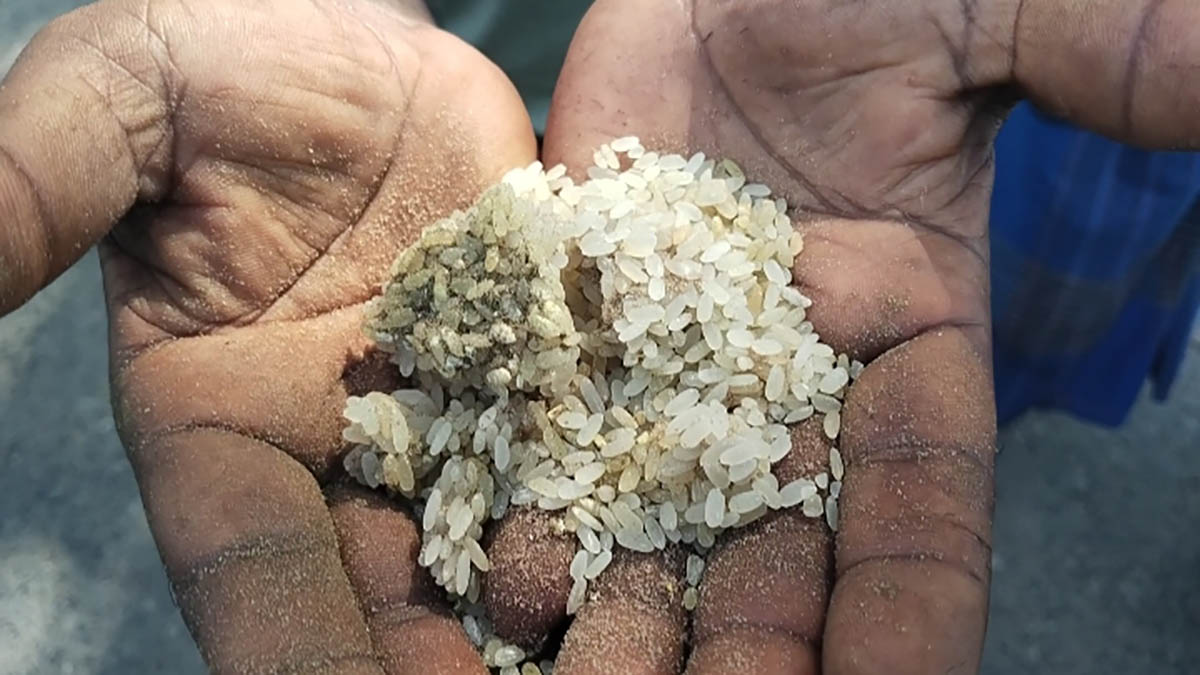 চালে ছত্রাক ধরেছে এবং দুর্গন্ধ বের হচ্ছে। ছবি- রূপালী বাংলাদেশ