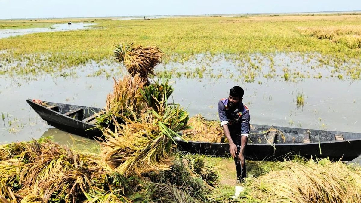 হাওরে তলিয়ে গেছে ২৬৮ হেক্টর ধান, ক্ষতিগ্রস্ত ২১ হাজার কৃষক