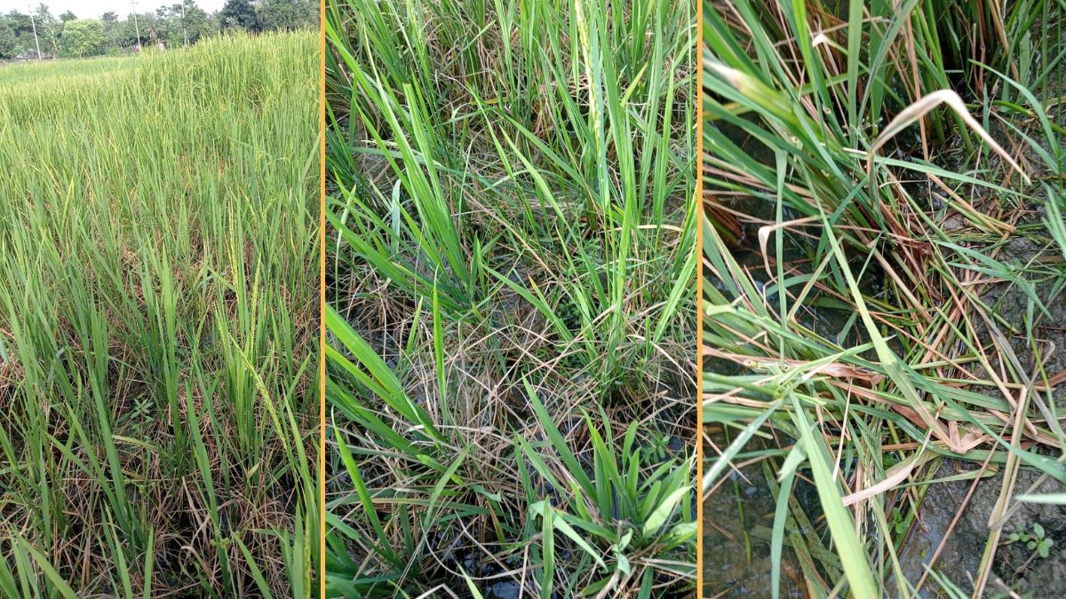 কয়রায় ধান কেটে দিয়েছে ইঁদুর। ছবি- রূপালী বাংলাদেশ