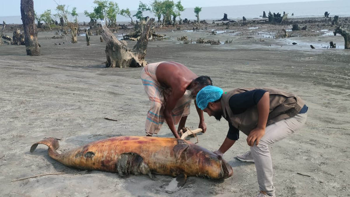 মৃত ডলফিন। ছবি- রূপালী বাংলাদেশ