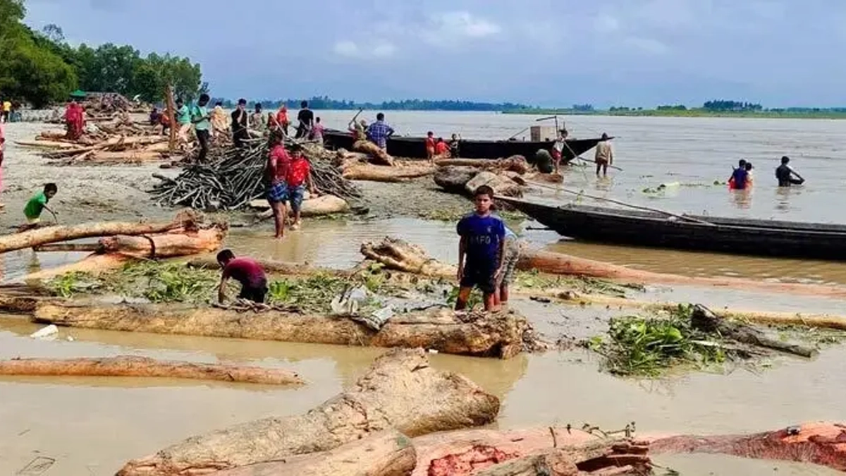 উজানের ঢলে ভেসে আসা গাছের গুঁড়ি।    ছবি - সংগৃহীত