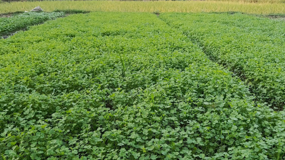 ছবি- রূপালী বাংলাদেশ