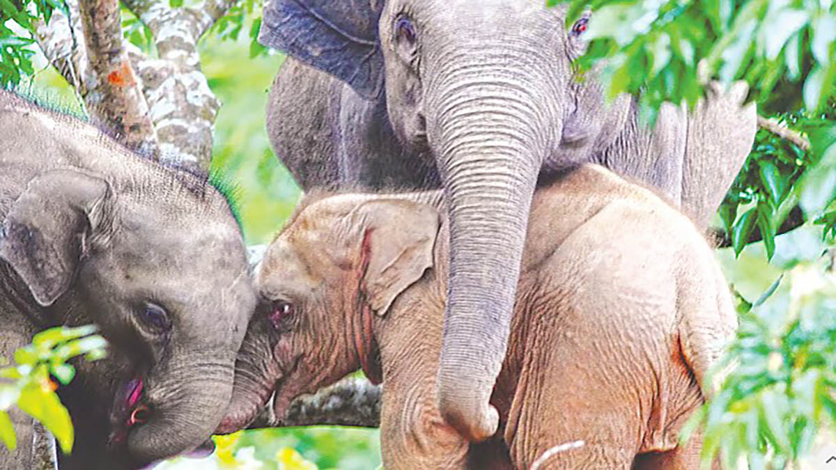 কাপ্তাই হ্রদে ডুবে মারা যাওয়া হাতি শাবকটির পাশের টিলাতেই হাতি শাবকটির মাসহ একটি হাতির দল পাহারা দিচ্ছে।  ছবি - সংগৃহীত