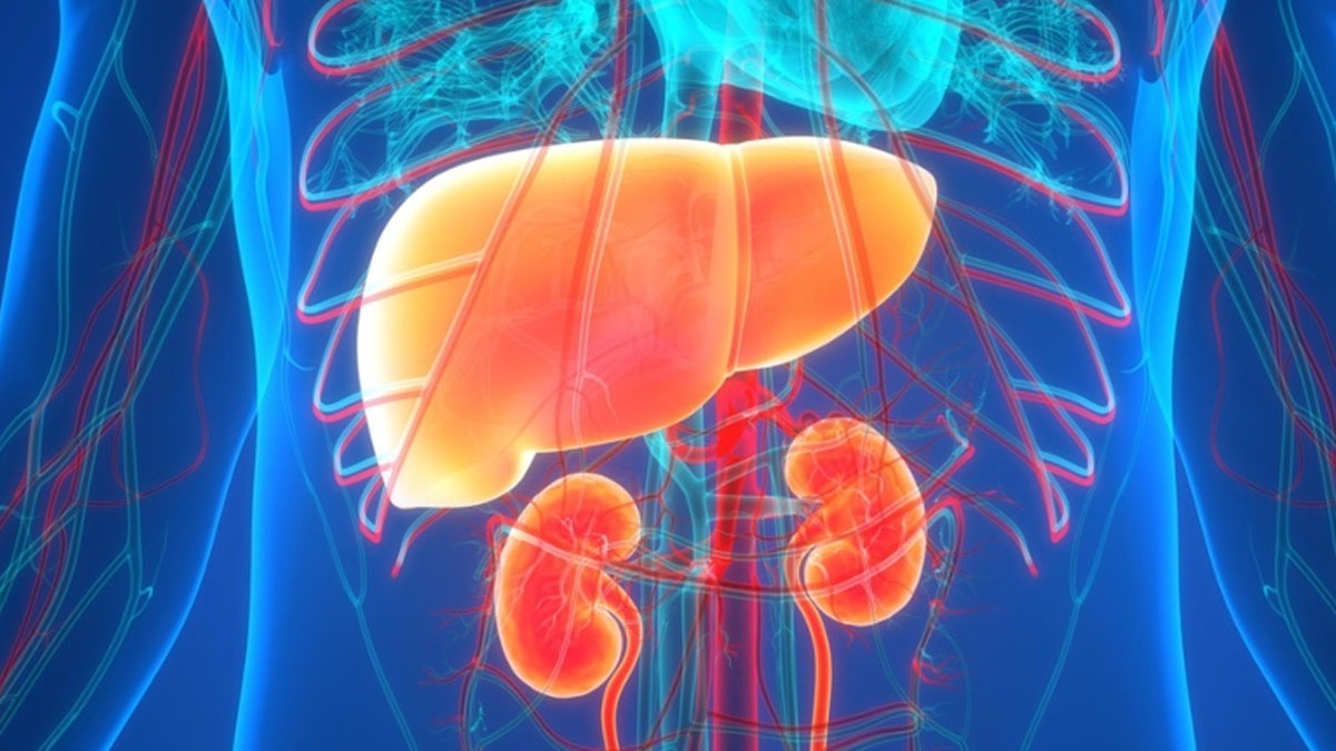 সকালে যে পানীয় খেলে লিভার ও কিডনির সব দূষিত পদার্থ বের হয়ে যাবে