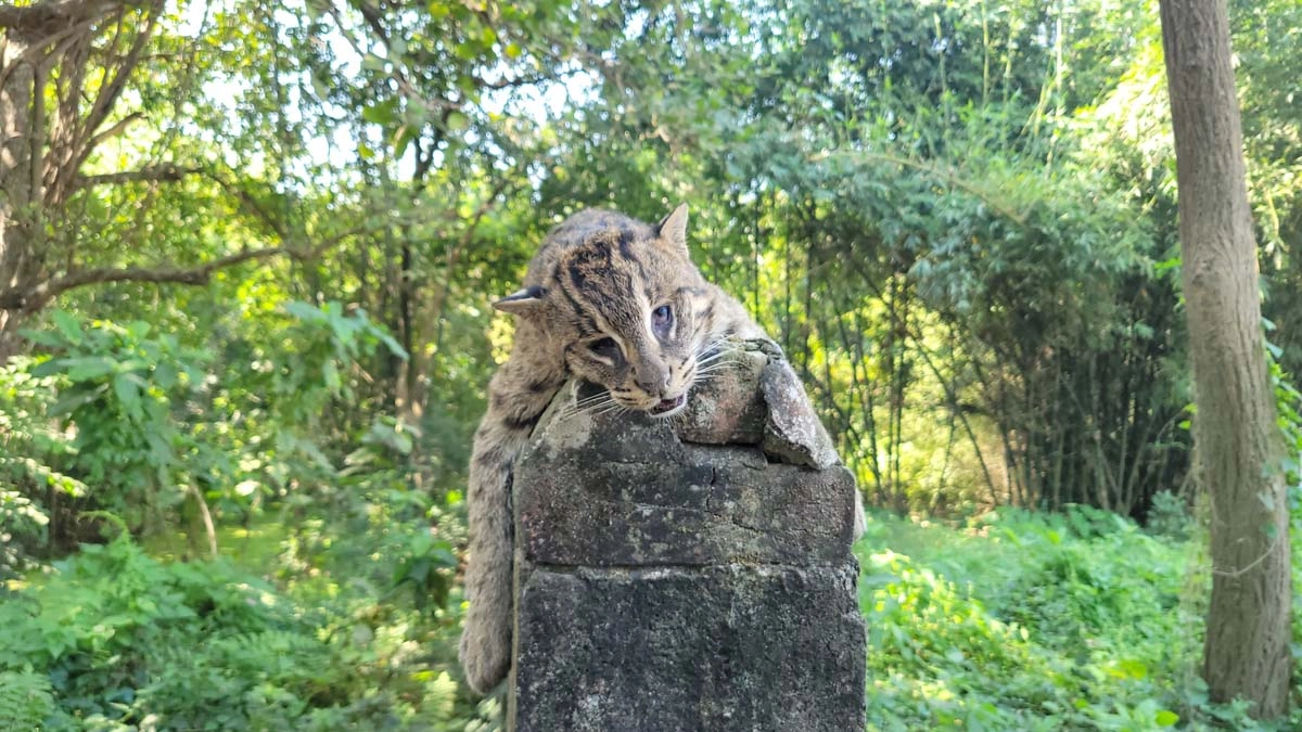 ছবি- রূপালী বাংলাদেশ