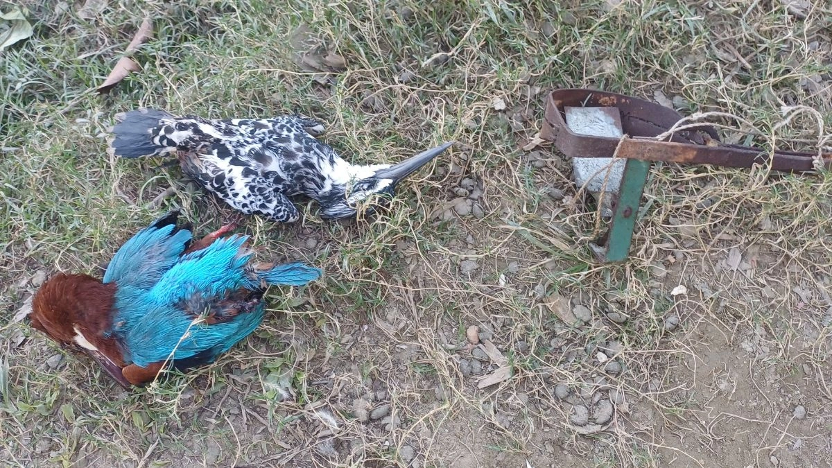 হত্যা করা দুটি মৃত পাখির দেহ ও ফাঁদটি পাশে।  ছবি- রূপালী বাংলাদেশ
