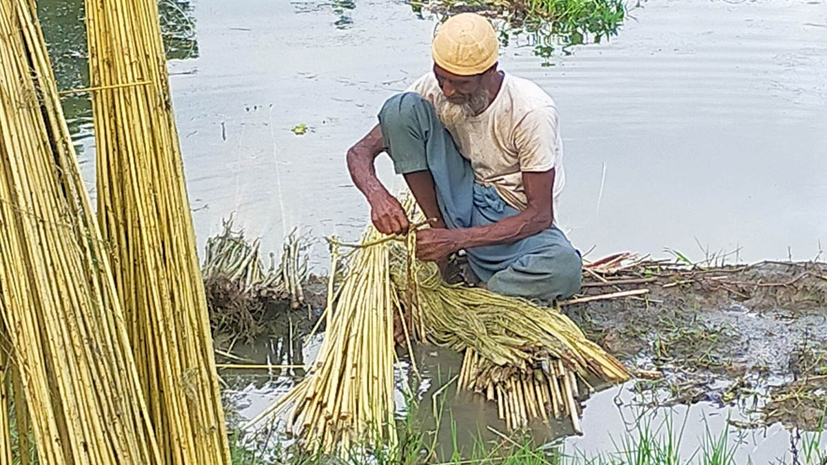 পাটের আঁশ ছাড়ানোর কাজে ব্যস্ত কৃষক।   ছবি- রূপালী বাংলাদেশ