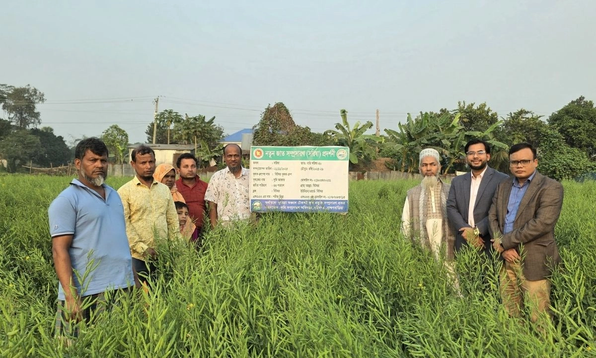 নবীনগরে বারি সরিষা-২০ এর  খেতে কৃষকরা। ছবি- রূপালী বাংলাদেশ