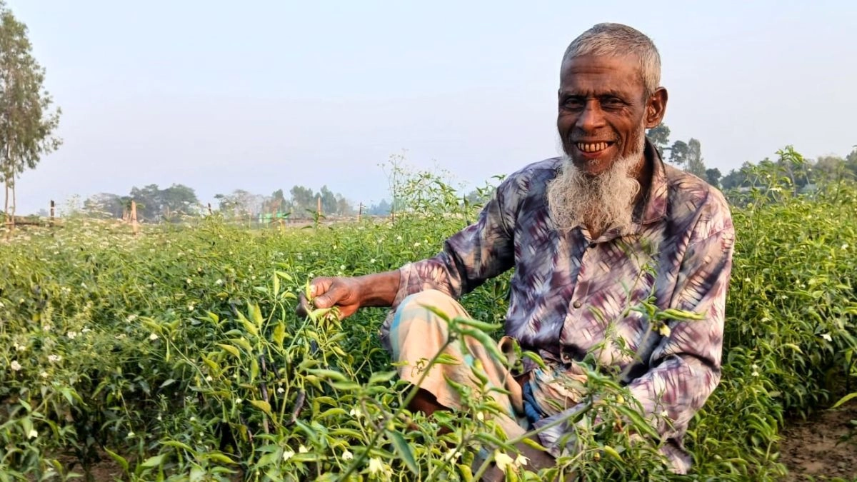 শেরপুরের নকলা উপজেলার উরফা ইউনিয়নের কোদালজা এলাকায় কৃষক নুর ইসলাম তার মরিচ খেতে পরিচর্যা করছেন