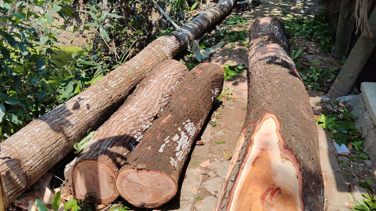 ছবি- রূপালী বাংলাদেশ