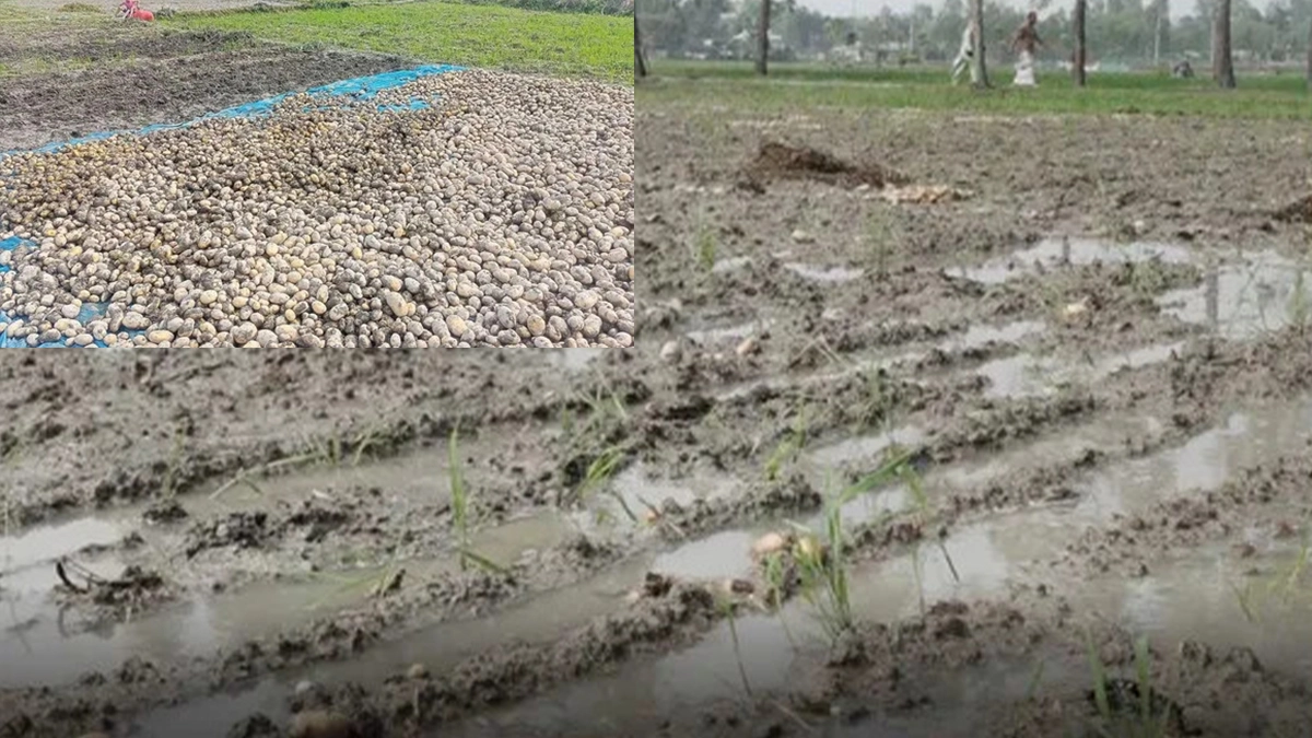 ছবি- সংগৃহীত