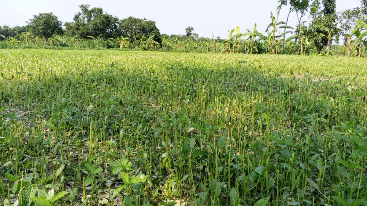 পুঠিয়ায় শিলাবৃষ্টিতে কৃষকের স্বপ্ন ভঙ্গ, ব্যাপক ক্ষতি ফসলের
