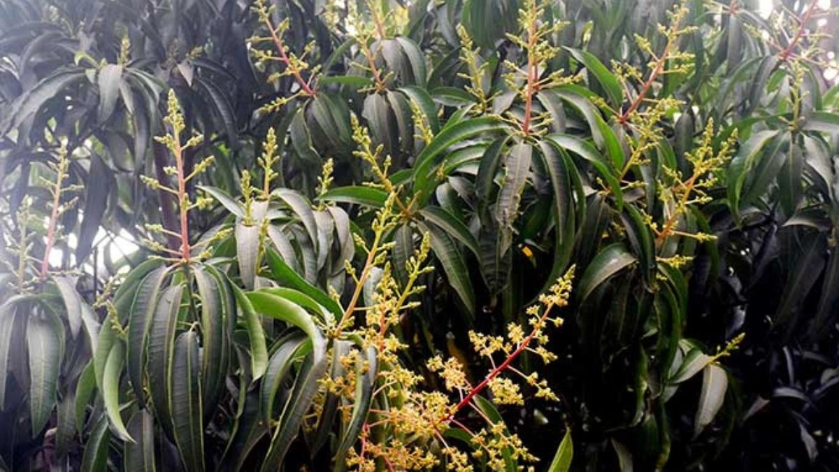 রাজশাহীতে আম গাছে মুকুল। ছবি- রূপালী বাংলাদেশ