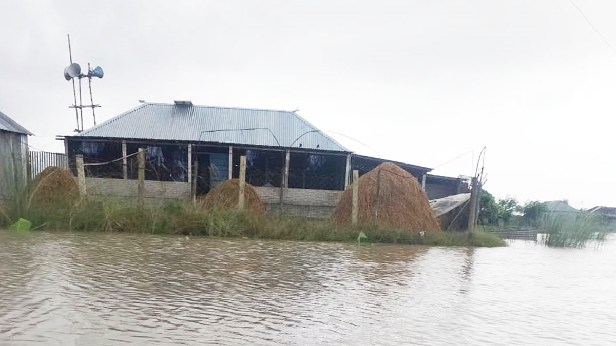 পদ্মার চরে আবারও পানি বৃদ্ধি পেয়েছে।