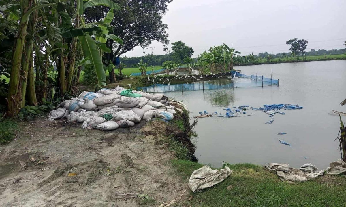 রাণীশংকৈলে অব্যবস্থাপনায় পুকুর পাড়ে মুরগির বিষ্ঠা ফেলে রাখা হয়েছে। ছবি- রূপালী বাংলাদেশ