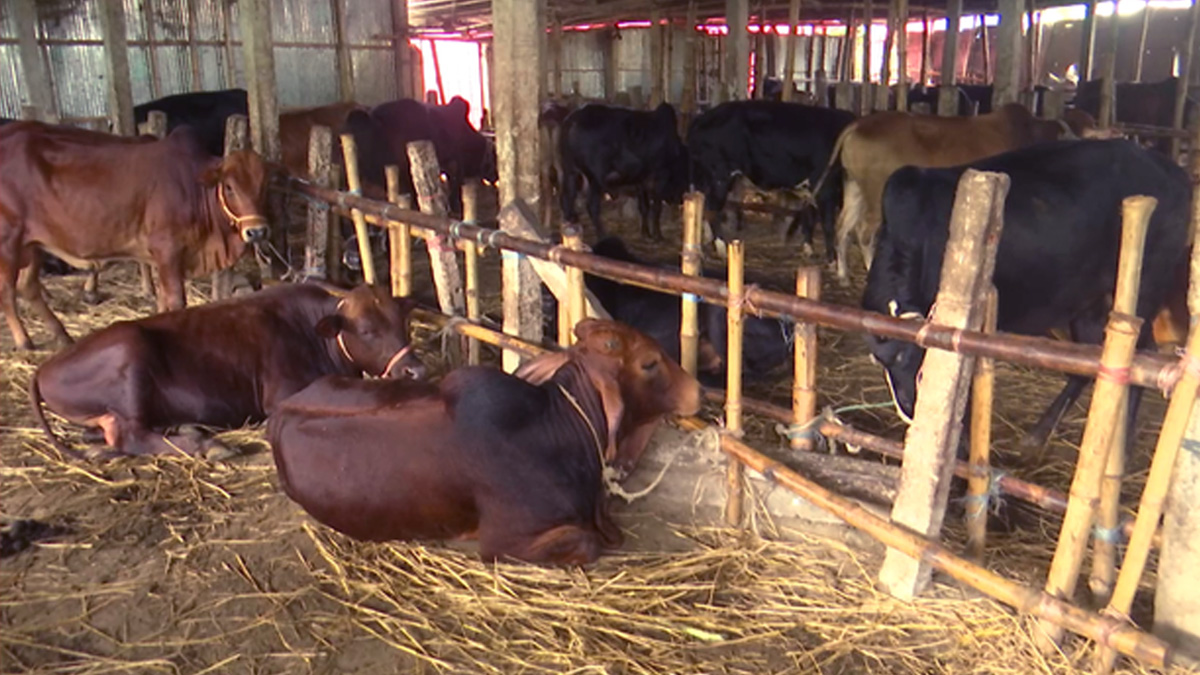 ৫০ টাকায় এক রাত গরুকে রাখা যায় এই হোটেলে।  ছবি- সংগৃহীত
