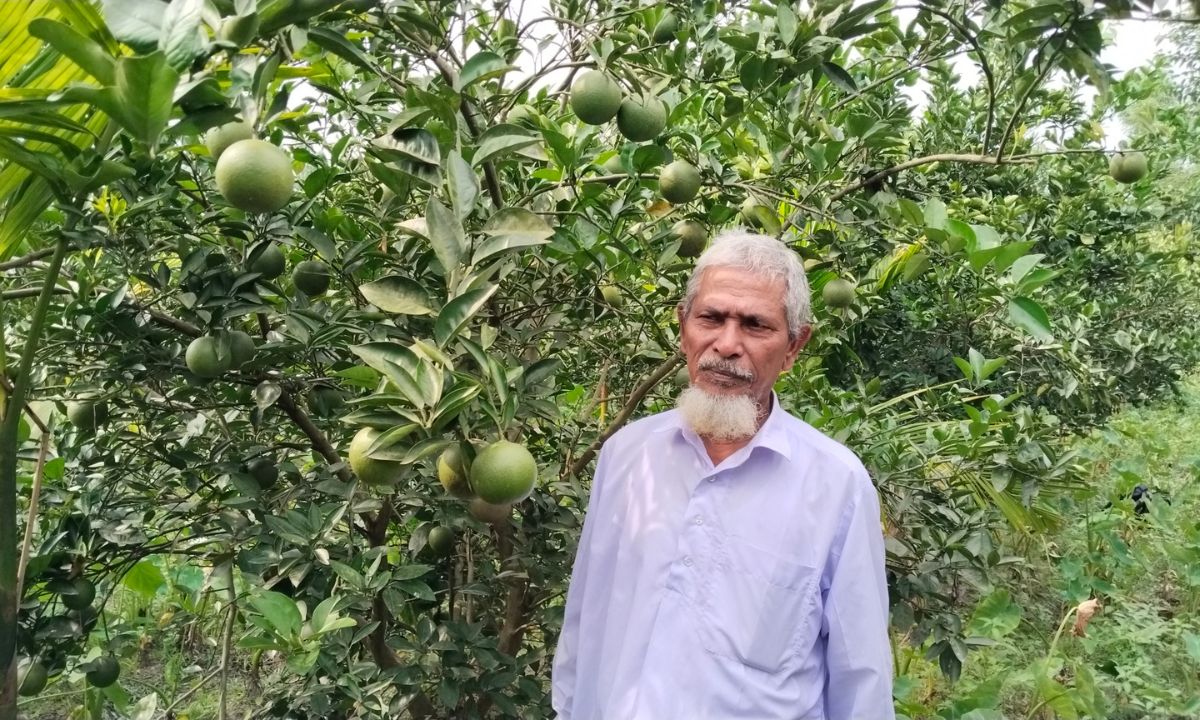 নিজ মাল্টা বাগানে রঞ্জু মিয়া। ছবি- রূপালী বাংলাদেশ