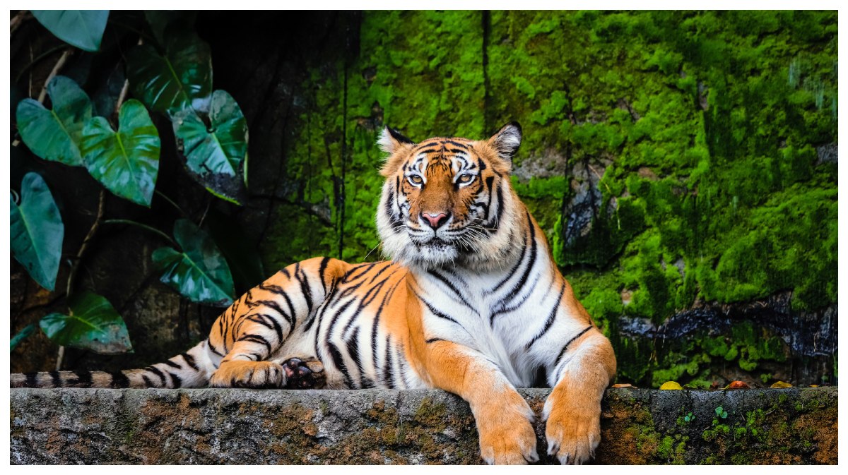 রয়েল বেঙ্গল টাইগার। ছবি- সংগৃহীত