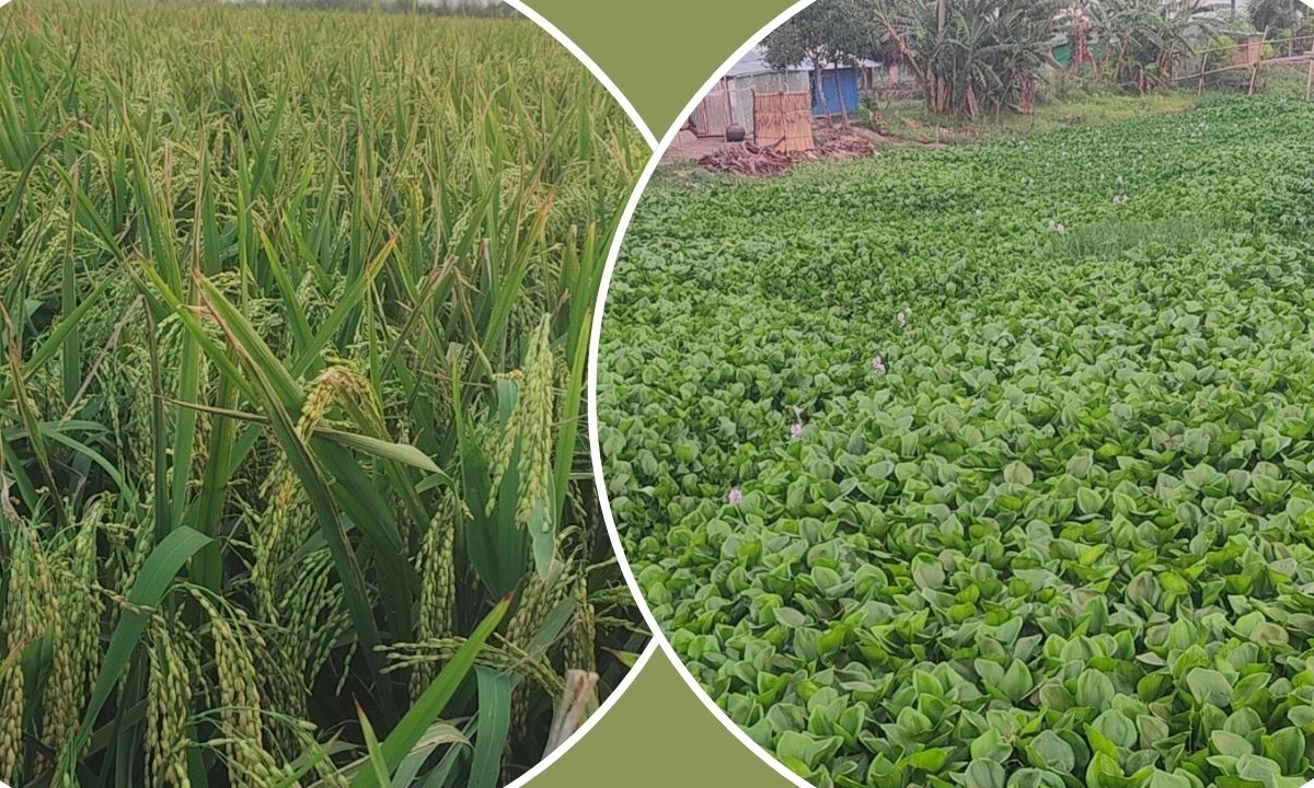 ছবি : রূপালী বাংলাদেশ