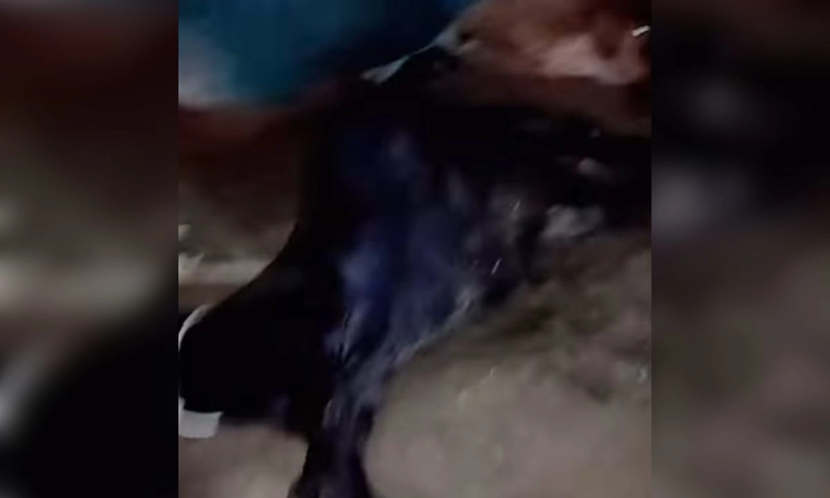 ছবি : রূপালী বাংলাদেশ