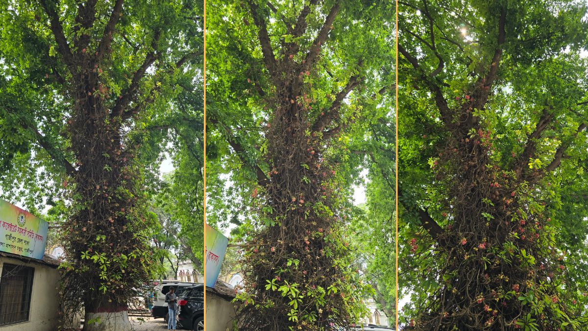 ছবি : রূপালী বাংলাদেশ
