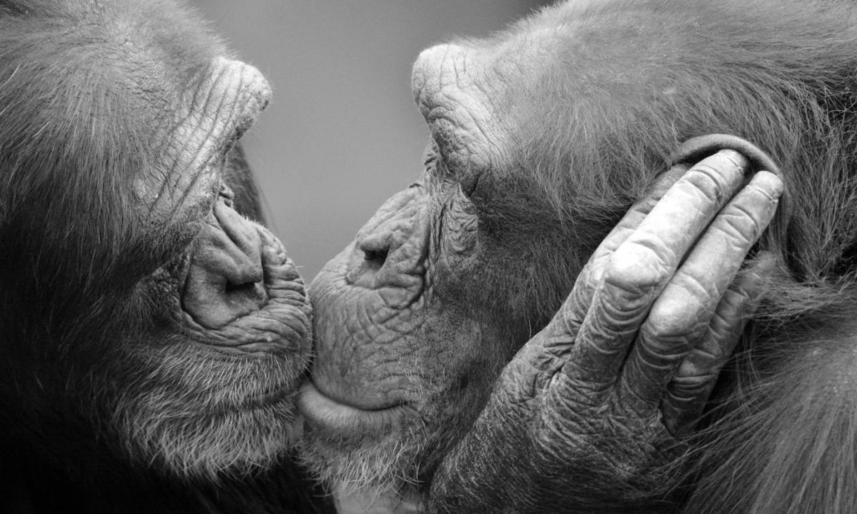 বানরের চুমু খাওয়ার দৃশ্য।  ছবি - সংগৃহীত