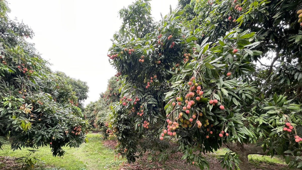 লিচু বাগান। ছবি : সংগৃহীত