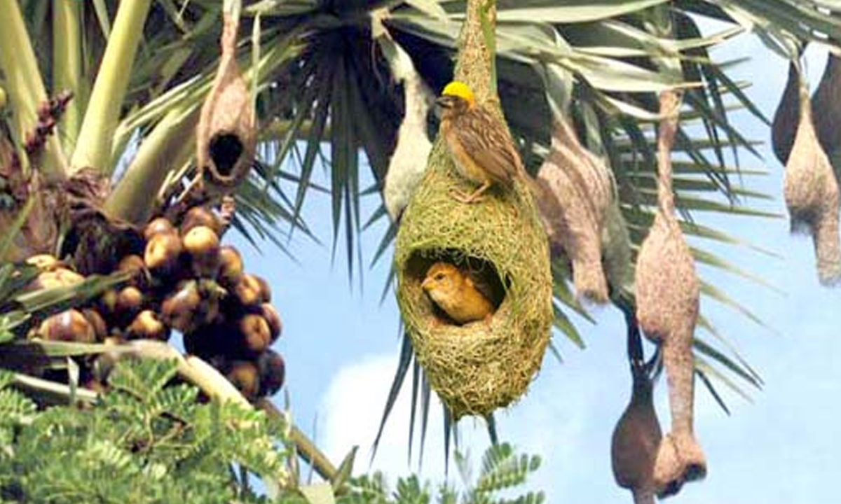 বাবুই পাখির বাসা। ছবি : সংগৃহীত