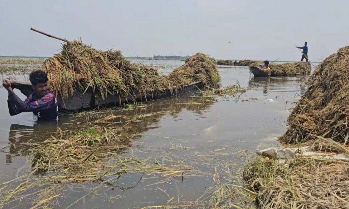 ছবি : সংগৃহীত