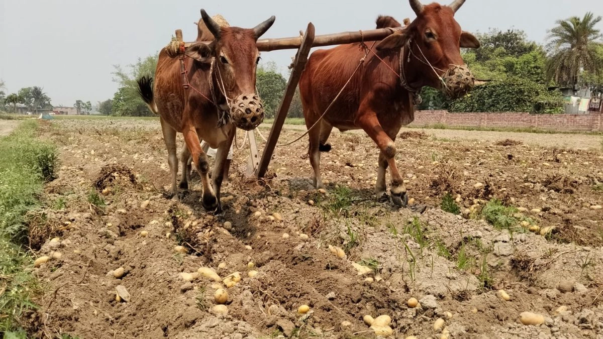 পবা উপজেলায় গরু দিয়ে মাঠ থেকে আলু সংগ্রহ করছেন চাষিরা। ছবি : রূপালী বাংলাদেশ