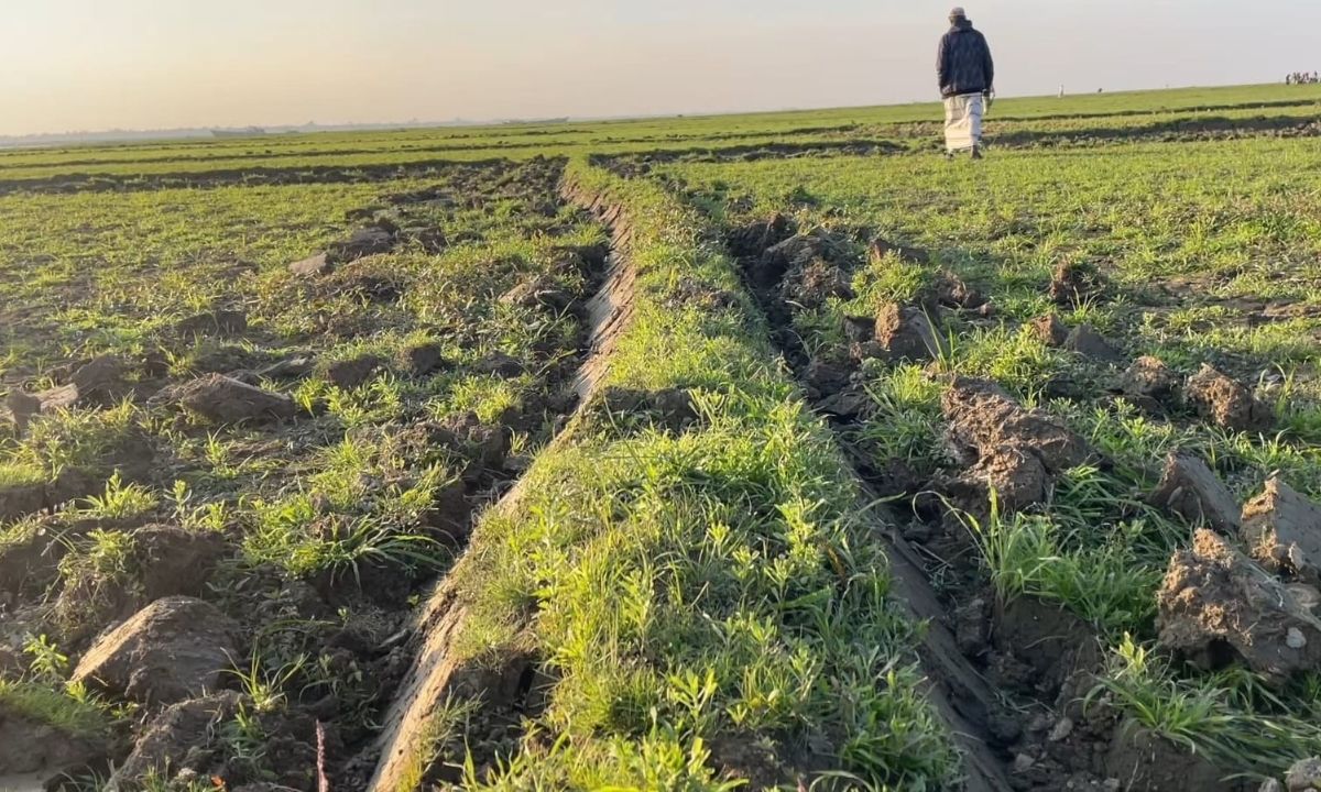 দখলের অভিযোগ ওঠা চরের খাসজমি। ছবি : রূপালী বাংলাদেশ