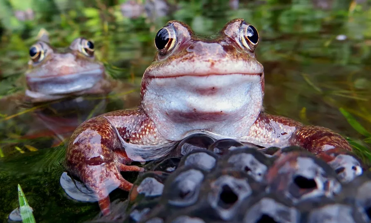 অগভীর জলে ডুবে থাকা অবস্থায়, ব্যাঙ ত্বক ব্যবহার করে শ্বাস নিতে ও পান করতে পারে। ছবি - সংগৃহীত