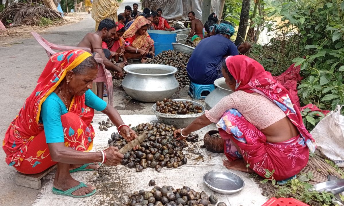 শামুক আহরণের পর বাছাই। ছবি- রূপালী বাংলাদেশ