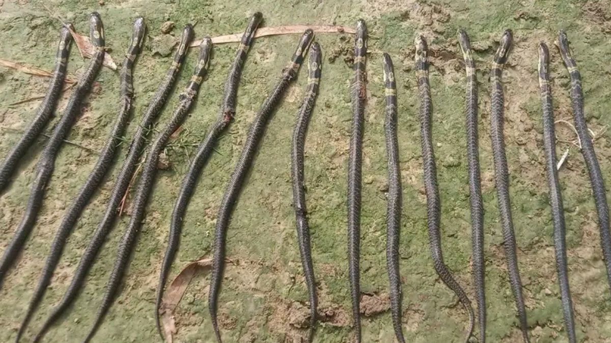 মেরে ফেলা কেউটে সাপগুলো। ছবি- রূপালী বাংলাদেশ