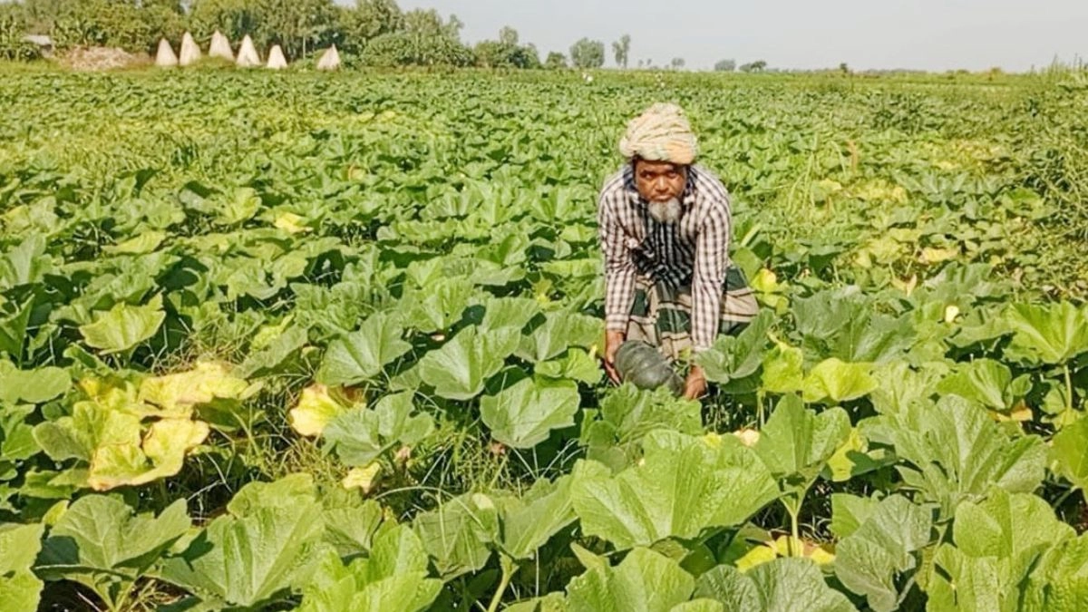 বগুড়ার সারিয়াকান্দি যমুনার চরাঞ্চলে কৃষক কুমড়া খেতে। ছবি- রূপালী বাংলাদেশ