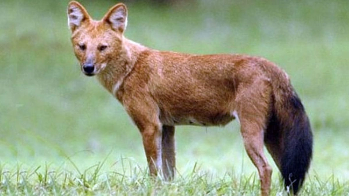 শিয়াল। ছবি- সংগৃহীত