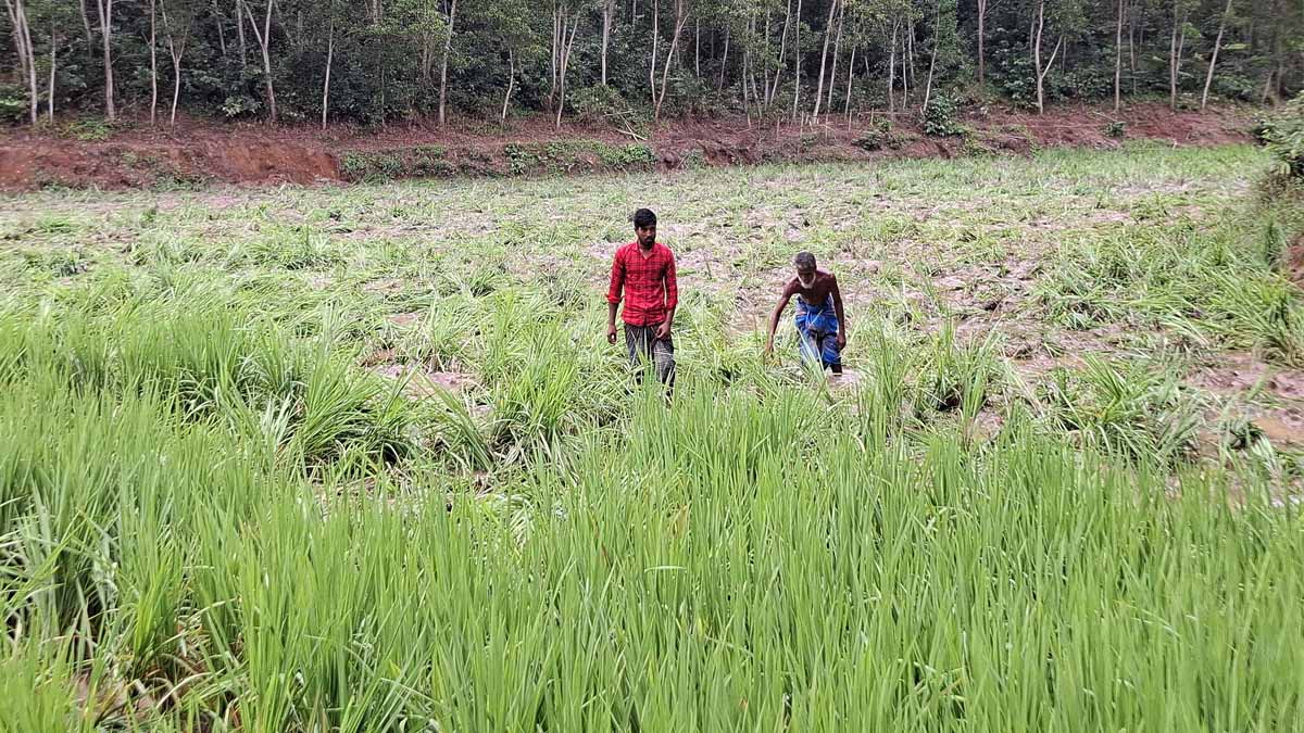 বন্যহাতির আক্রমণে বিনষ্ট ধানখেত। ছবি- রূপালী বাংলাদেশ