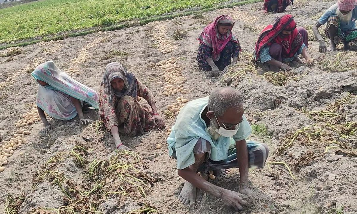 আলু তোলা হচ্ছে। ছবি : রূপালী বাংলাদেশ