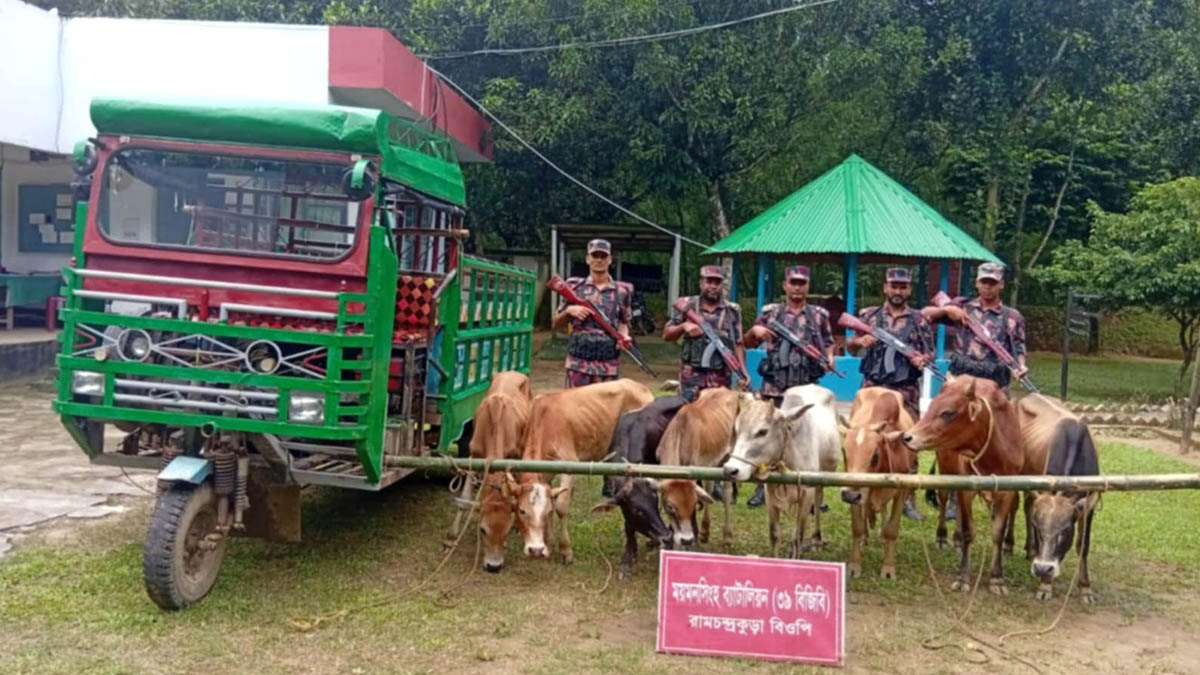 জব্দ ৮টি গরু। ছবি- রূপালী বাংলাদেশ