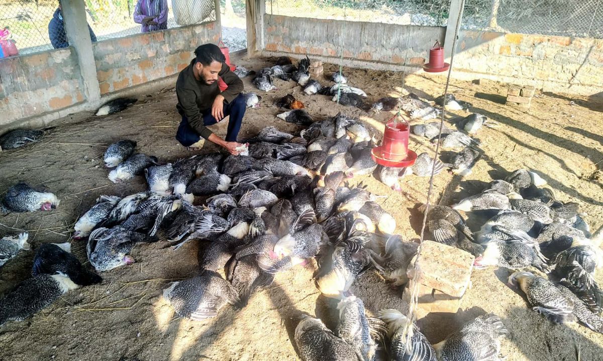 নিজের খামারে উদ্যোক্তা জনি দেবনাথ। ছবি : রূপালী বাংলাদেশ