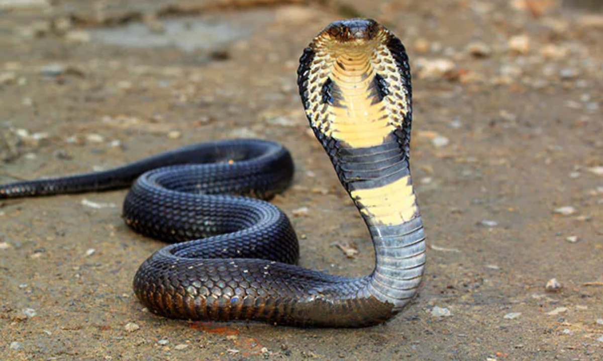কোবরা সাপ। ছবি- সংগৃহীত
