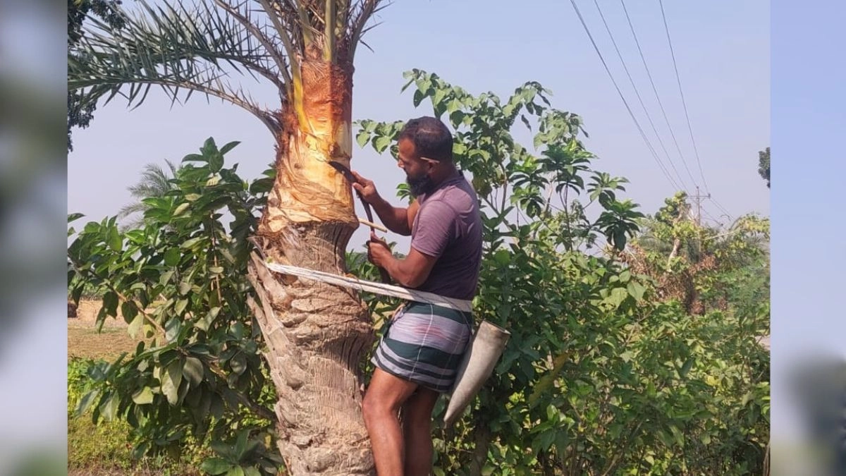 ঝিনাইদহের শৈলকুপায় খেজুরের গাছ থেকে রস সংগ্রহ করছেন এক গাছি। ছবি- সংগৃহীত
