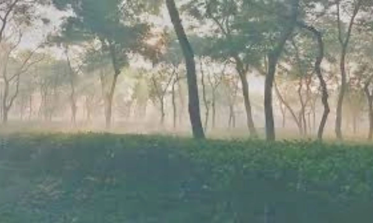 মৌলভীবাজারের শ্রীমঙ্গলে জেঁকে বসেছে তীব্র শীত। ছবি- রূপালী বাংলাদেশ