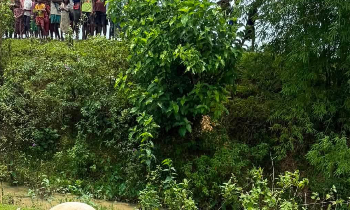বজ্রপাতে ১৩ গরুর মৃত্যু, বিপাকে চা-শ্রমিক পরিবার